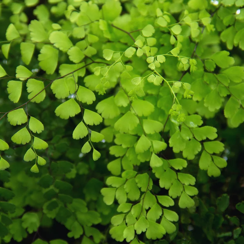 20 Maidenhair Fern Rhizomes for Planting, Fern Live Plants, Live Fern Plants, Fern Starter Plants, Fern Plants Outdoor