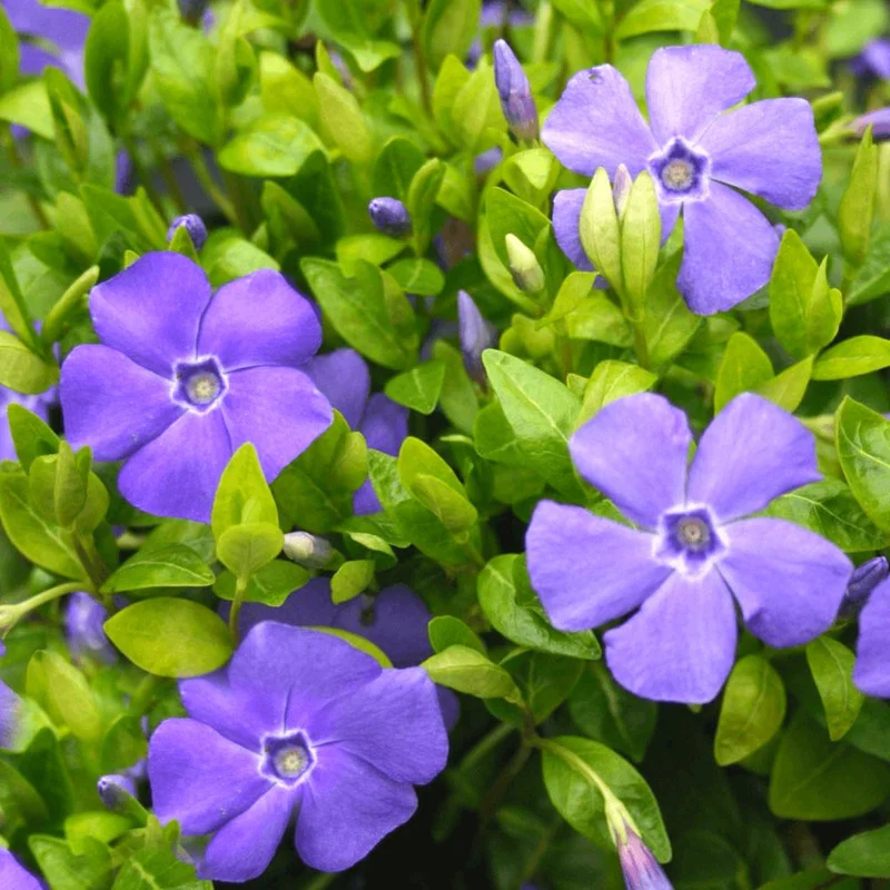 Vinca Plant Live, Periwinkle Plant Live in 4 Inches Pot, Live Vinca Minor Plant, Vinca Starter Plant, Vinca Ground Cover Live Plant for Garden