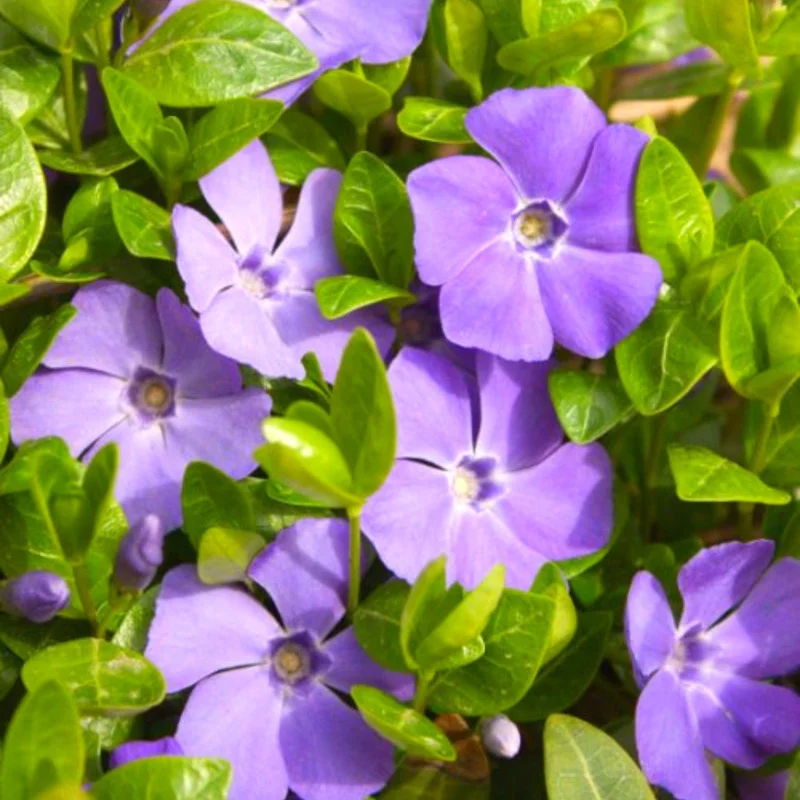 Vinca Plant Live, Periwinkle Plant Live in 4 Inches Pot, Live Vinca Minor Plant, Vinca Starter Plant, Vinca Ground Cover Live Plant for Garden