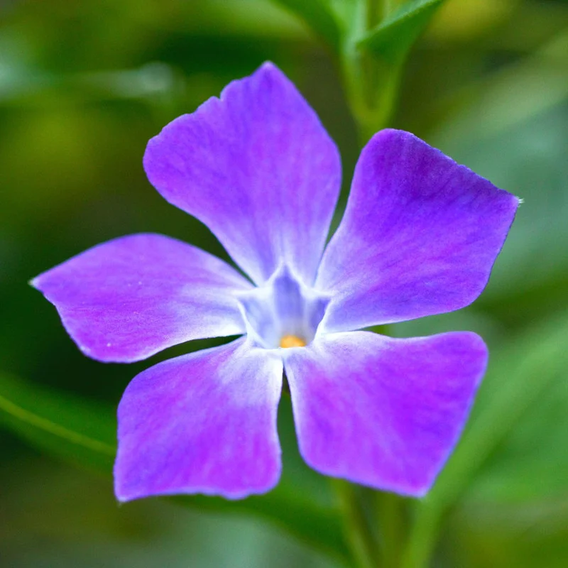 Vinca Plant Live, Periwinkle Plant Live in 4 Inches Pot, Live Vinca Minor Plant, Vinca Starter Plant, Vinca Ground Cover Live Plant for Garden
