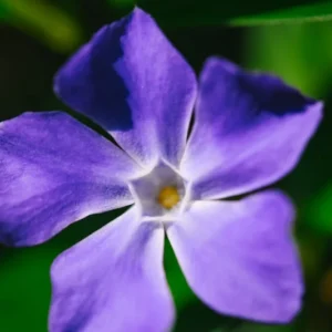 Live Vinca Minor Plant, Periwinkle Plant Live in 4 Inches Pot, Vinca Starter Plant, Vinca Ground Cover Live Plant, Vinca Plant Live for Growing