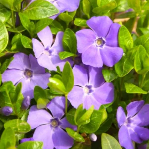 Live Vinca Minor Plant, Periwinkle Plant Live in 4 Inches Pot, Vinca Starter Plant, Vinca Ground Cover Live Plant, Vinca Plant Live for Growing