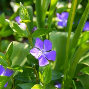 Periwinkle Plant Live in 4 Inches Pot, Vinca Plant Live, Live Vinca Minor Plant, Vinca Ground Cover Live Plant, Vinca Starter Plant for Garden