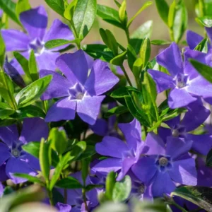 Periwinkle Plant Live, Vinca Plant Live in 4 Inches Pot, Live Vinca Minor Plant, Vinca Starter Plant, Vinca Ground Cover Live Plant for Growing Indoor Outdoor