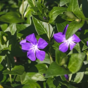 Live Vinca Minor Plant, Periwinkle Plant Live in 4 Inches Pot, Vinca Starter Plant, Vinca Ground Cover Live Plant, Vinca Plant Live for Planting Indoor Outdoor