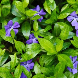 Live Vinca Minor Plant, Periwinkle Plant Live in 4 Inches Pot, Vinca Starter Plant, Vinca Ground Cover Live Plant, Vinca Plant Live for Planting Indoor Outdoor