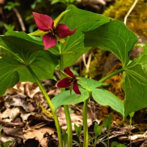 5 Trillium Bulbs, Red Trillium Flower Bulbs, Trillium Bulb for Fall Planting Indoor Outdoor, 5 Large Bulbs, Ready to Plant