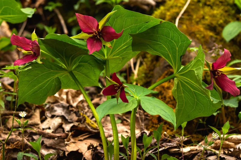 5 Trillium Bulbs, Red Trillium Flower Bulbs, Trillium Bulb for Fall Planting Indoor Outdoor, 5 Large Bulbs, Ready to Plant
