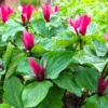 20 Red Trillium Bulbs, Trillium Flower Bulbs, Trillium Bulb for Fall Planting, 20 Large Bulbs, Easy to Plant