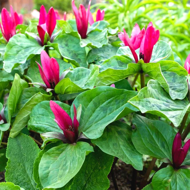 20 Red Trillium Bulbs, Trillium Flower Bulbs, Trillium Bulb for Fall Planting, 20 Large Bulbs, Easy to Plant