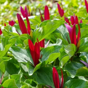 5 Trillium Bulbs, Red Trillium Flower Bulbs, Trillium Bulb for Fall Planting Indoor Outdoor, 5 Large Bulbs, Ready to Plant