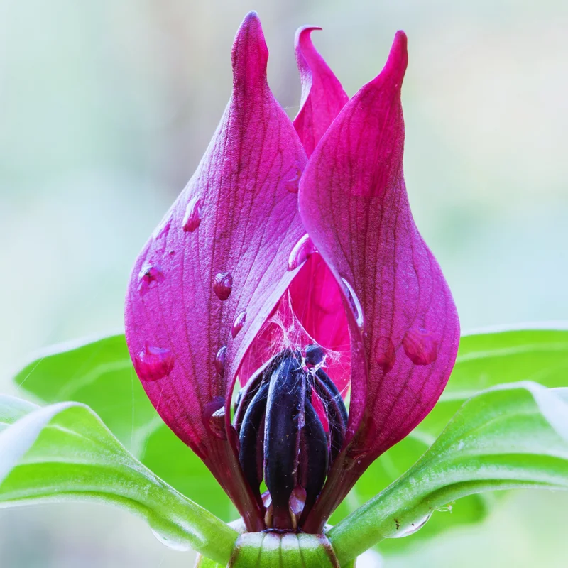 20 Red Trillium Bulbs, Trillium Flower Bulbs, Trillium Bulb for Fall Planting, 20 Large Bulbs, Easy to Plant