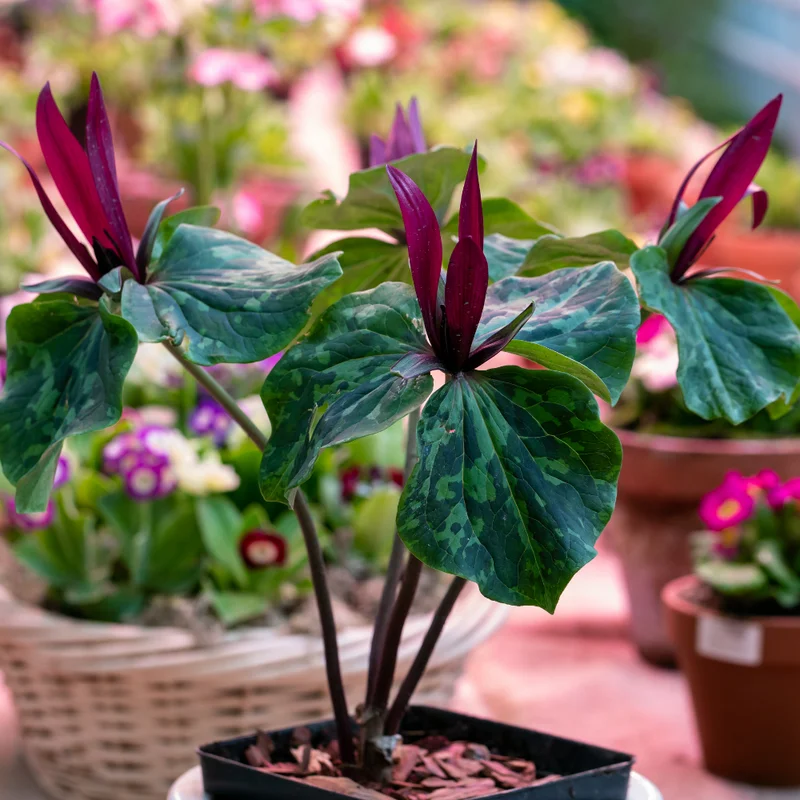 20 Red Trillium Bulbs, Trillium Flower Bulbs, Trillium Bulb for Fall Planting, 20 Large Bulbs, Easy to Plant