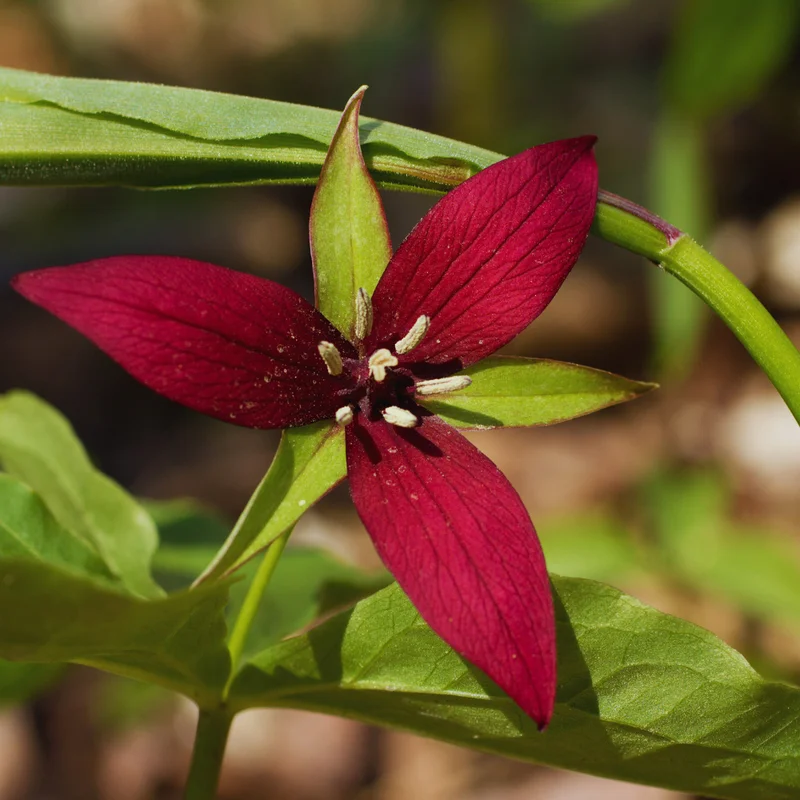 Set of 5 Red Trillium Bulbs, Trillium Flower Bulbs, Large Bulbs, Trillium Bulb for Fall Planting Outdoor Indoor
