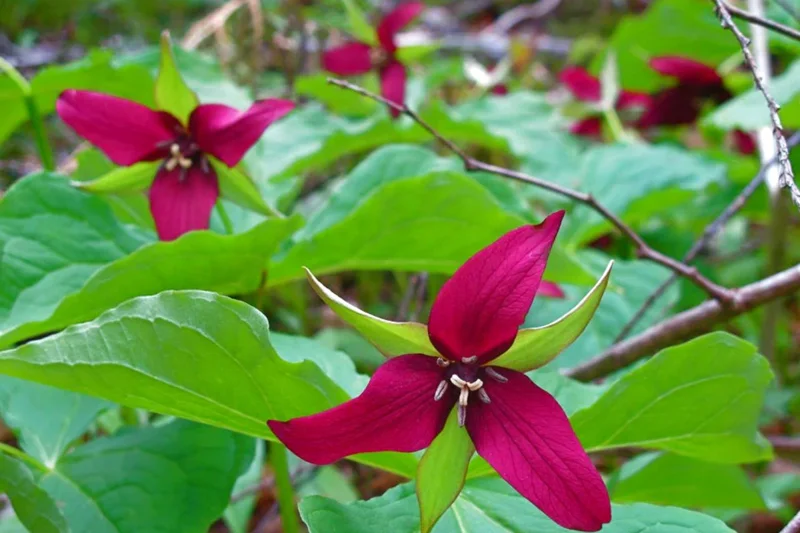 20 Trillium Bulbs, Red Trillium Flower Bulbs, Trillium Bulb for Fall Planting Indoor Outdoor, 20 Large Bulbs, Ready to Plant