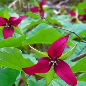 Set of 20 Red Trillium Bulbs, Trillium Flower Bulbs, Large Bulbs, Trillium Bulb for Fall Planting Outdoor Indoor