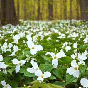 Set of 5 White Trillium Bulbs, Trillium Flower Bulbs, Large Bulbs, Trillium Bulb for Fall Planting Outdoor Indoor