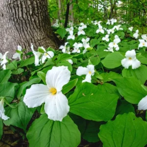 5 Trillium Bulbs, White Trillium Flower Bulbs, Trillium Bulb for Fall Planting Indoor Outdoor, 5 Large Bulbs, Ready to Plant