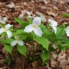 Set of 5 White Trillium Bulbs, Trillium Flower Bulbs, Large Bulbs, Trillium Bulb for Fall Planting Outdoor Indoor