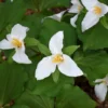 20 White Trillium Bulbs, Trillium Flower Bulbs, Trillium Bulb for Fall Planting, 20 Large Bulbs, Easy to Plant