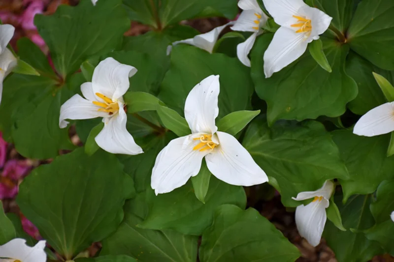 20 White Trillium Bulbs, Trillium Flower Bulbs, Trillium Bulb for Fall Planting, 20 Large Bulbs, Easy to Plant
