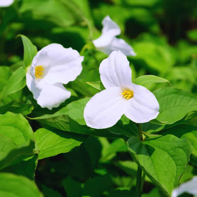 Set of 20 White Trillium Bulbs, Trillium Flower Bulbs, Large Bulbs, Trillium Bulb for Fall Planting Outdoor Indoor
