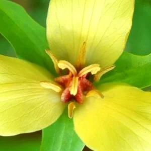 5 Yellow Trillium Bulbs, Trillium Flower Bulbs, Trillium Bulb for Fall Planting, 5 Large Bulbs, Easy to Plant