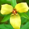 5 Yellow Trillium Bulbs, Trillium Flower Bulbs, Trillium Bulb for Fall Planting, 5 Large Bulbs, Easy to Plant