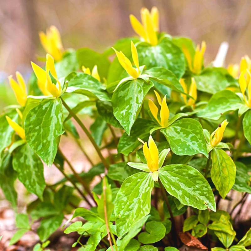 Set of 5 Yellow Trillium Bulbs, Trillium Flower Bulbs, Large Bulbs, Trillium Bulb for Fall Planting Outdoor Indoor