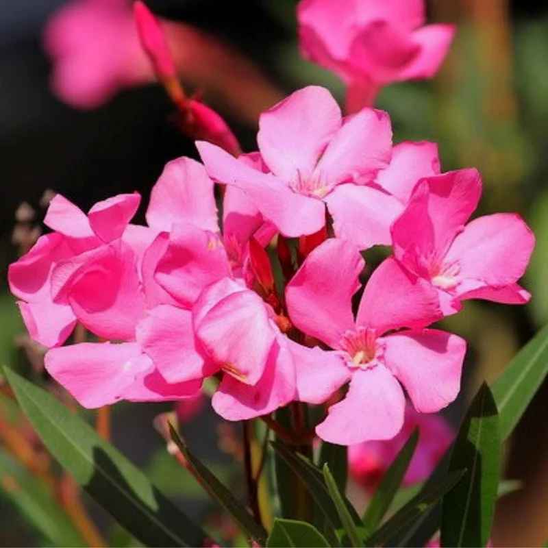 2 Live Oleander Plants, Pink Oleander Plants from 4 to 6 Inches Long, Live Oleander Plants, Oleander Well Rooted, Oleander Live Plants, Easy to Plant
