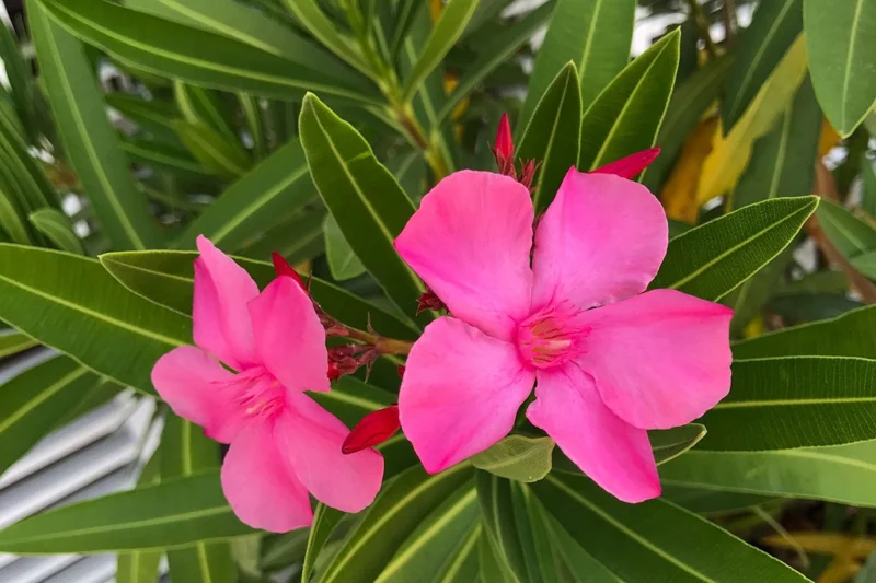 3 Oleander Live Plants, 4 to 6 Inches Tall, Pink Oleander Plants Live, Oleander Well Rooted, Live Oleander Plants for Planting
