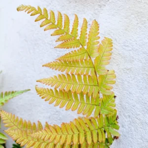 3 Autumn Fern Plants Live, 2 Inches Pot, Live Fern Plants, Fern Plant Pot, Fern Live Plants, Fern Tree Plant for Garden