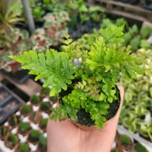 3 Live Autumn Fern Plants, 3 to 6 Inches Tall, Fern Live Plants, 2 Inches Pot, Fern Plants Live, Fern Plant Pot for Growing Outdoor Indoor