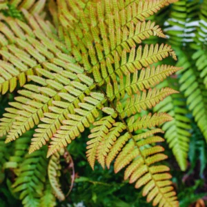 3 Live Autumn Fern Plants, 3 to 6 Inches Tall, Fern Live Plants, 2 Inches Pot, Fern Plants Live, Fern Plant Pot for Growing Outdoor Indoor