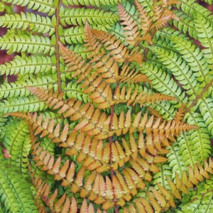 5 Autumn Fern Plants Live, 2 Inches Pot, Live Fern Plants, Fern Plant Pot, Fern Live Plants, Fern Tree Plant for Garden