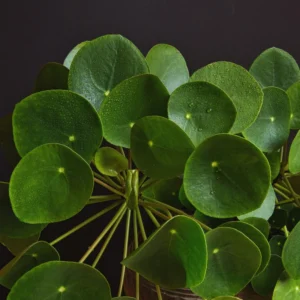 6 Money Plants Live, Pilea Peperomioides Live Plants in 2 Inches Pot, Live Pilea Peperomioides Plants, Live Money Plants for Gardening Indoor Outdoor