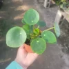 6 Money Plants Live, Pilea Peperomioides Live Plants in 2 Inches Pot, Live Pilea Peperomioides Plants, Live Money Plants for Gardening Indoor Outdoor