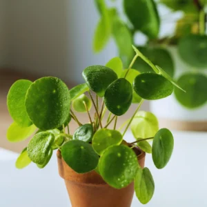 3 Live Pilea Peperomioides Plants, Live Money Plants, Money Plants Pot, Pilea Peperomioides Plants in 2 Inches Pot, Pilea Peperomioides Live Plants
