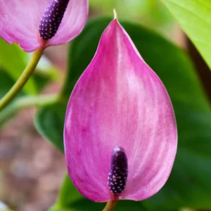 Anthurium Plant Live, 5 to 7 Inches Long, Pink Anthurium Flower Plant, 4 Inches Pot, Anthurium Plant Pot, Live Anthurium Plant, Easy to Plant