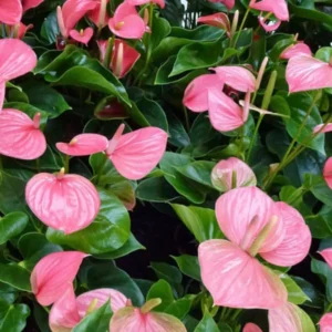 Anthurium Plant Live, 5 to 7 Inches Long, Pink Anthurium Flower Plant, 4 Inches Pot, Anthurium Plant Pot, Live Anthurium Plant, Easy to Plant