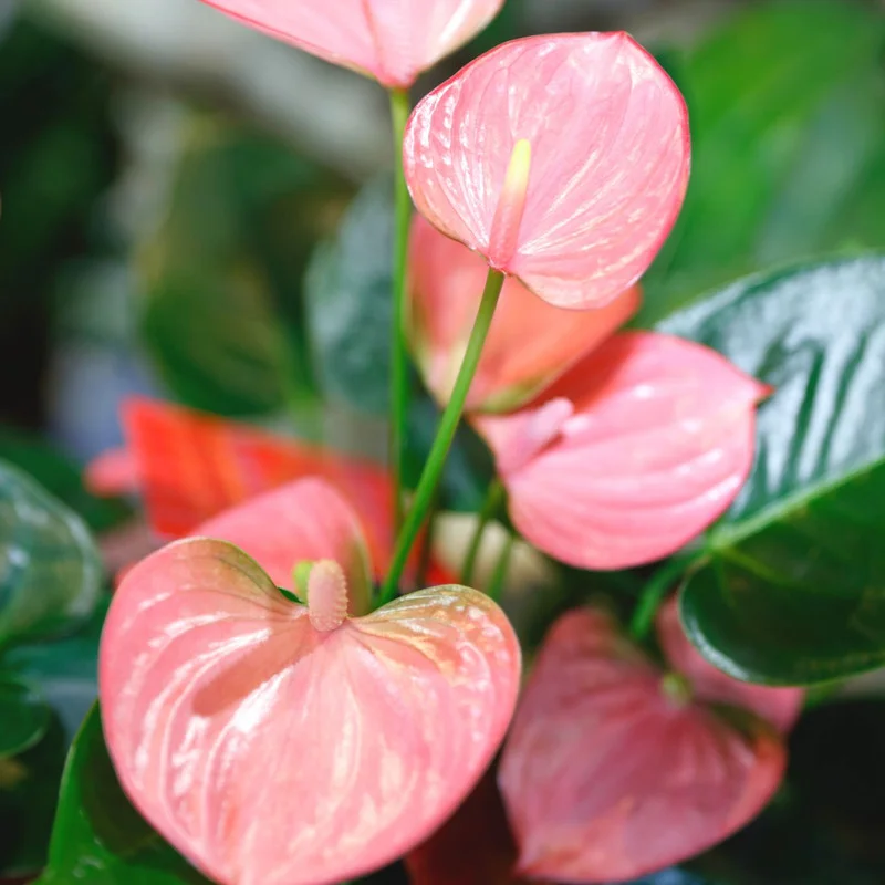 Anthurium Plant Live, Pink Anthurium Flower Plant, 4 Inches Pot, Anthurium Plant Pot, 5 to 7 Inches Long, Live Anthurium Plant, Ready to Planting Outdoor Indoor