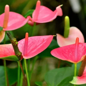 Pink Anthurium Plant Pot, Live Anthurium Plant, 5 to 8 Inches Tall, Anthurium Plant Live, 4 Inc Pot, Anthurium Live Plant for Growing Indoor Outdoor