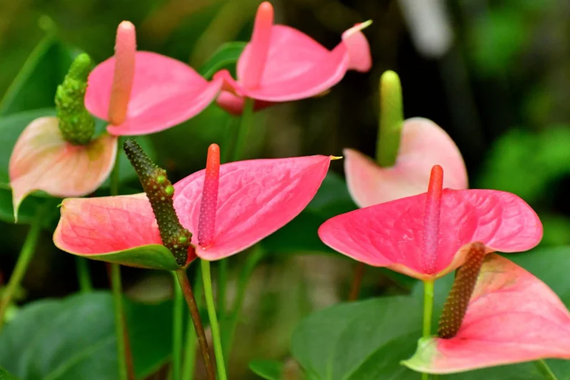 Anthurium Plant Live, Pink Anthurium Flower Plant, 4 Inches Pot, Anthurium Plant Pot, 5 to 7 Inches Long, Live Anthurium Plant, Ready to Planting Outdoor Indoor