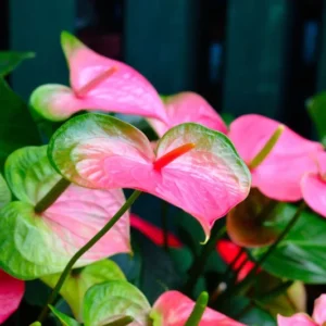 Pink Anthurium Plant Pot, Live Anthurium Plant, 5 to 8 Inches Tall, Anthurium Plant Live, 4 Inc Pot, Anthurium Live Plant for Growing Indoor Outdoor