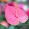 Pink Anthurium Plant Pot, Live Anthurium Plant, 4 Inches Pot, Anthurium Plant Live, 5 to 7 Inches Tall, Anthurium Live Plant for Garden
