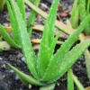 4 Aloe Vera Plants Live, Live Aloe Vera Plants, 2 Inches Pot, Sucullent Plants Live, Aloe Vera Plant Live, Aloe Vera Plant Pot