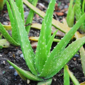 4 Aloe Vera Plants Live, Live Aloe Vera Plants, 2 Inches Pot, Sucullent Plants Live, Aloe Vera Plant Live, Aloe Vera Plant Pot