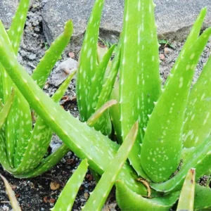 4 Aloe Vera Plants Live, Live Aloe Vera Plants, 2 Inches Pot, Sucullent Plants Live, Aloe Vera Plant Live, Aloe Vera Plant Pot