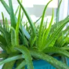Set of 4 Aloe Vera Plants, 3 to 5 Inches Tall, Aloe Vera Live Plants, 2 Inches Pot, Aloe Vera Plant Pot, Live Aloe Vera Plant, Easy to Plant