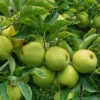 Apple Tree Live Plant, Yellow Apple Plant Live, 18 to 30 Inches Tall, Live Apple Plant, Apple Live Plant, Apple Tree Plant
